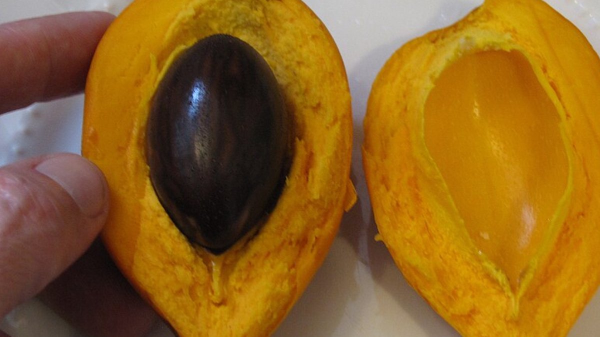 O canistel é uma experiência gastronômica única para quem busca sabores exóticos e texturas fora do comum. Foto: Wikimedia Commons