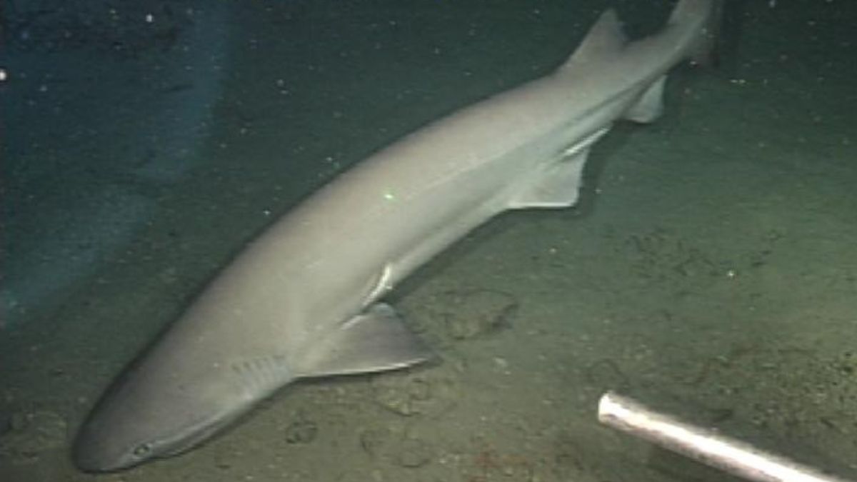 Pesquisadores usam marcações para acompanhar deslocamentos, hábitos e uso de habitat de tubarões difíceis de observar (Foto: Mark Royer, Hawaii Institute of Marine Biology / Wikimedia Commons)