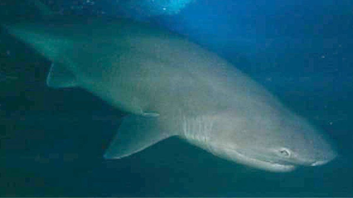 A espécie recebe esse nome por ter seis fendas branquiais, uma a mais que a maioria dos tubarões modernos (Foto: NOAA / Wikimedia Commons)