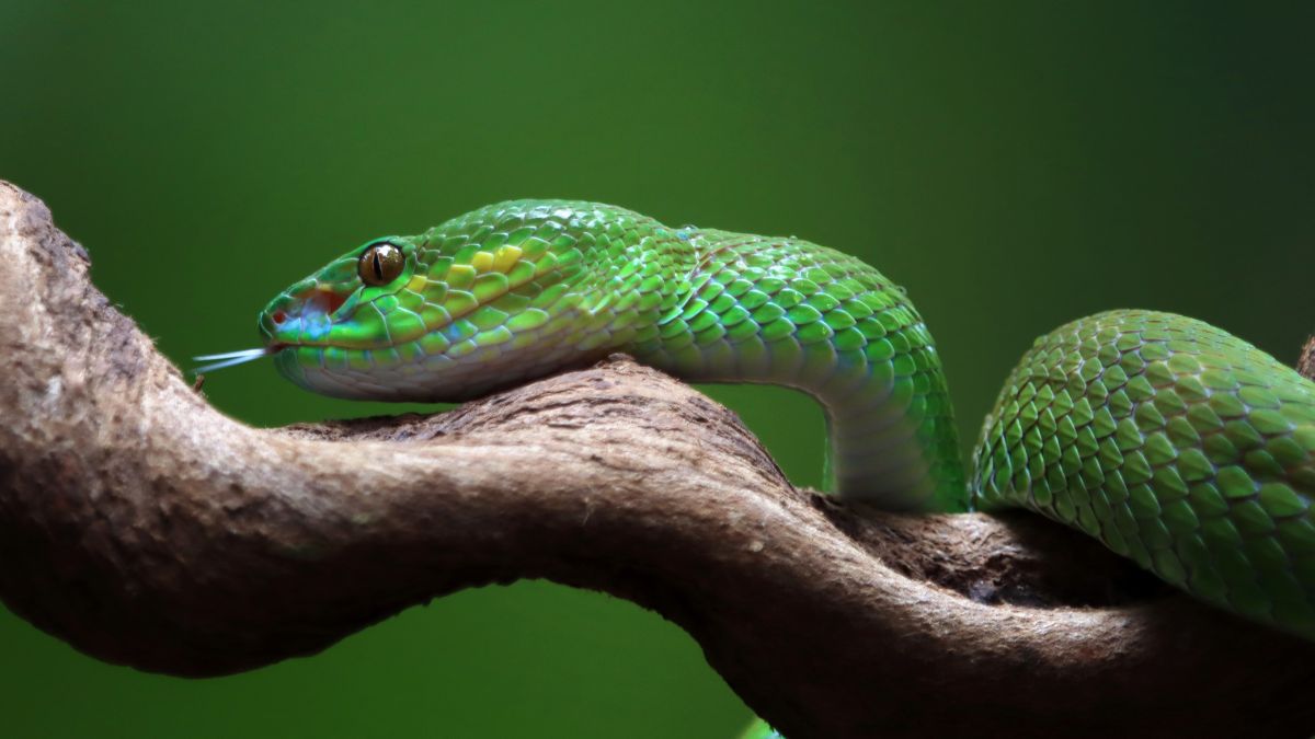 O verde intenso é uma das características que mais chamam atenção nas víboras arborícolas asiáticas (Foto: Pexels)