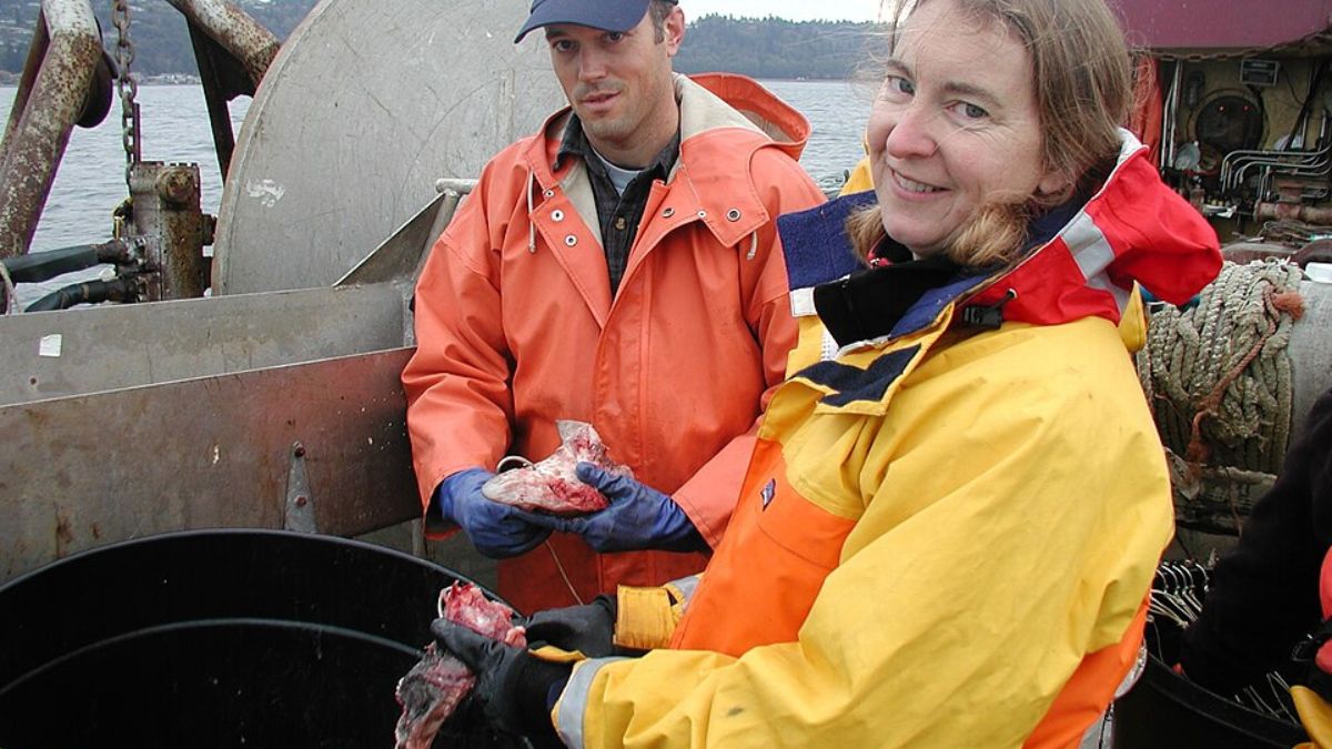 Em Puget Sound, cientistas já usaram métodos de observação para entender a presença de tubarões-de-seis-guelras na região (Foto: Casey Ralston, NOAA/NMFS/NWFSC / Wikimedia Commons)