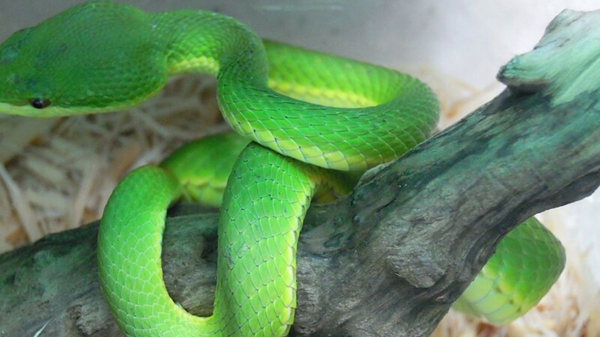 A vida em galhos e arbustos favorece serpentes com corpo leve, camuflagem e cauda eficiente (Foto: Pexels)
