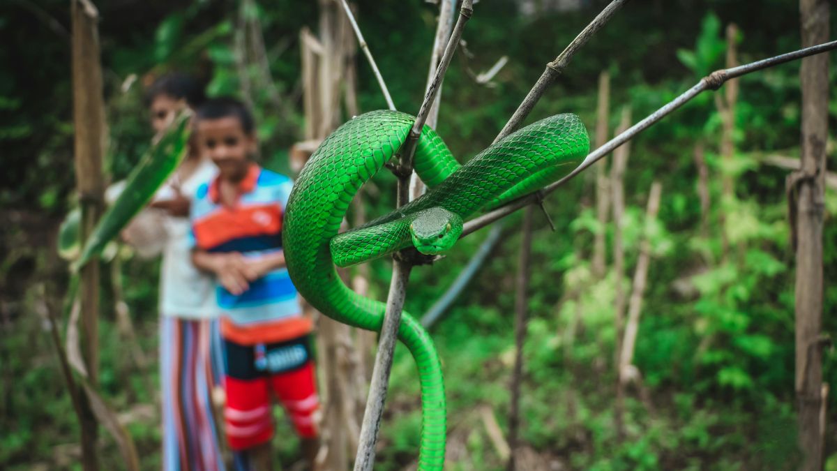 A postura enrolada nos galhos mostra como essas serpentes podem esperar presas em silêncio (Foto: Pexels)