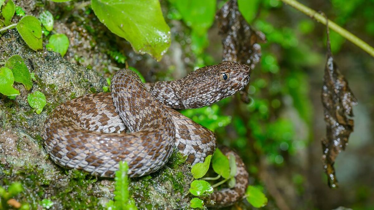 Essa espécie ajudou a alimentar a hipótese inicial de que a nova cobra poderia ter origem híbrida (Foto: Wikimedia Commons/Rushen)