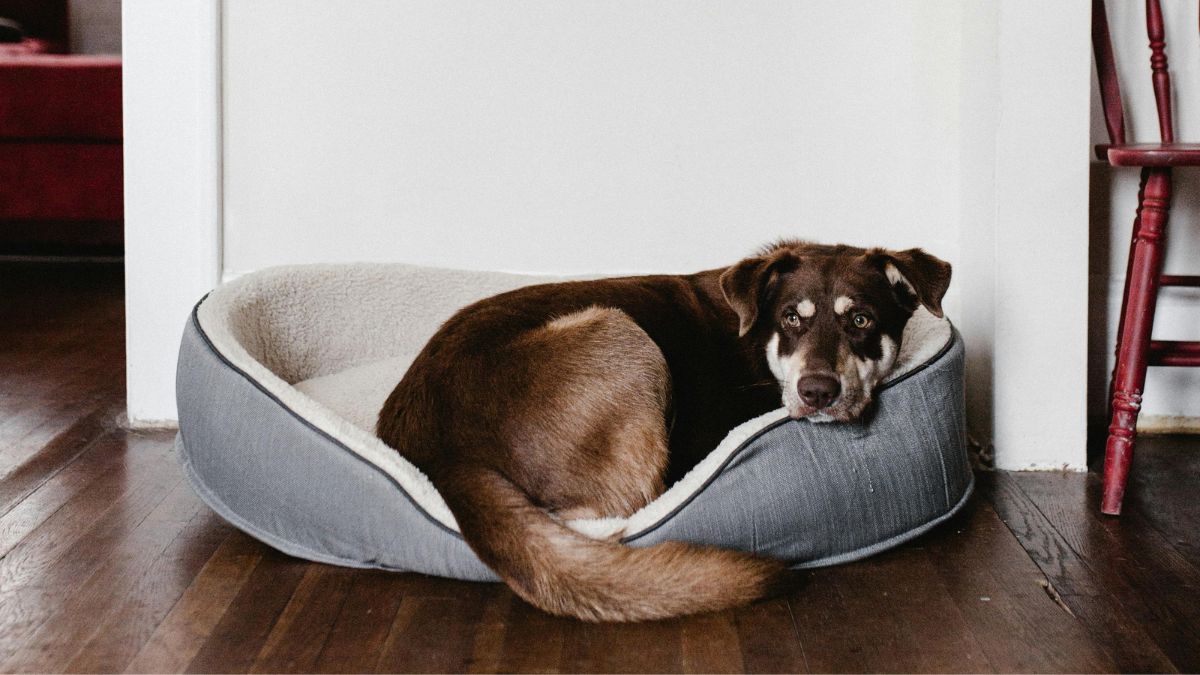 Cachorro descansando em uma caminha sobre piso de madeira, um detalhe que pode influenciar o conforto térmico nas noites frias (Foto: Andrew Neel / Pexels)