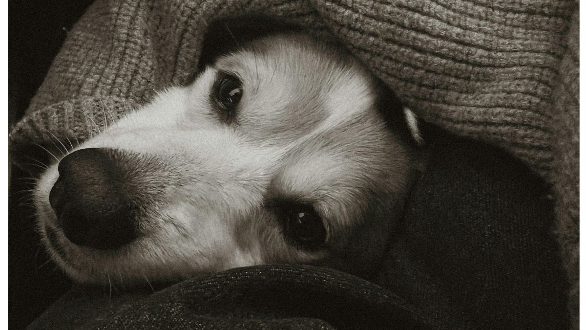Quando o cachorro procura se esconder em cobertores, ele pode estar tentando manter o próprio calor por mais tempo (Foto: Anna Androshuk / Pexels)