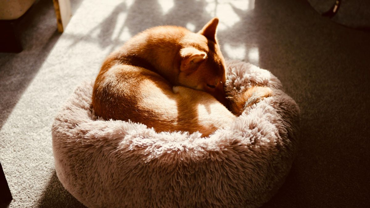 Shiba Inu dorme encolhido em uma caminha felpuda, postura comum quando o animal busca conservar calor (Foto: Stephen / Pexels)