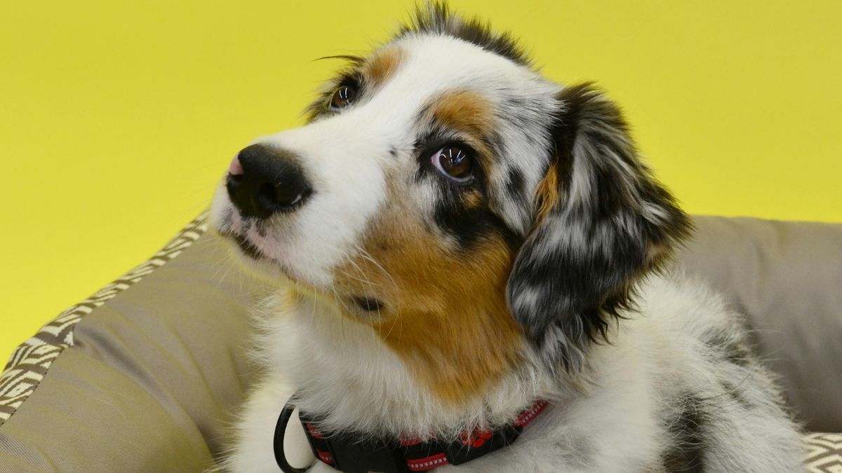 Um cantinho próprio ajuda o cachorro a associar aquele espaço a descanso, segurança e rotina (Foto: Crina Doltu / Pexels