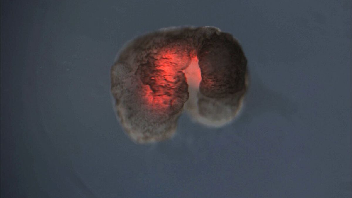 O brilho vermelho mostra a camada de músculo usada para gerar movimento (Foto: Wikimedia Commons/Kriegman, S., Blackiston, D., Levin, M., Bongard, J.)