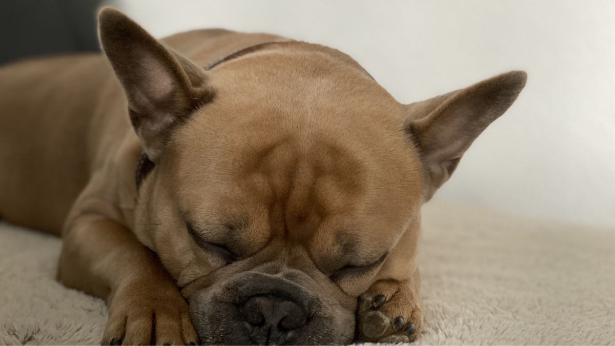 Raças de pelagem curta podem precisar de atenção extra em noites frias, principalmente quando dormem em áreas pouco isoladas (Foto: Mylene2401 / Pixabay)