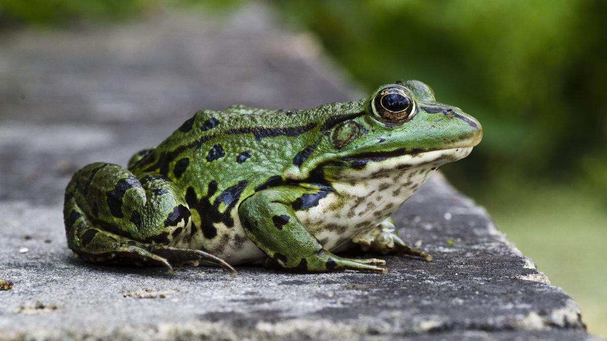 O nome Xenobot vem da rã africana Xenopus laevis, espécie ligada à origem das células usadas nos experimentos (Foto: Pexels)