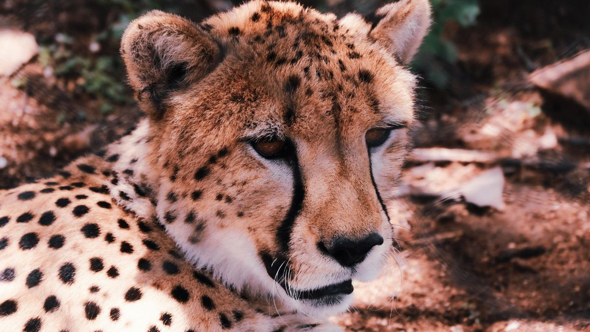 Apesar da fama de velocista, o guepardo também depende de descanso e camuflagem para sobreviver em ambientes abertos (Foto: Pexels)