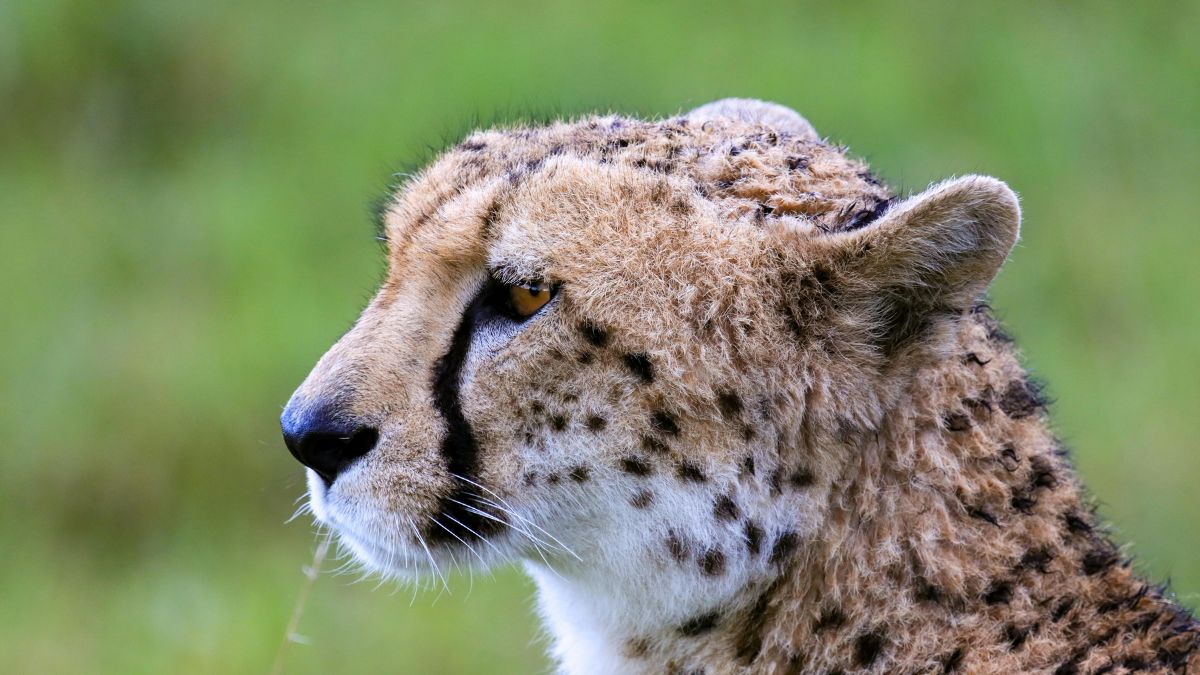 A pelagem manchada do guepardo funciona como camuflagem em paisagens de savana e áreas secas (Foto: Pexels)