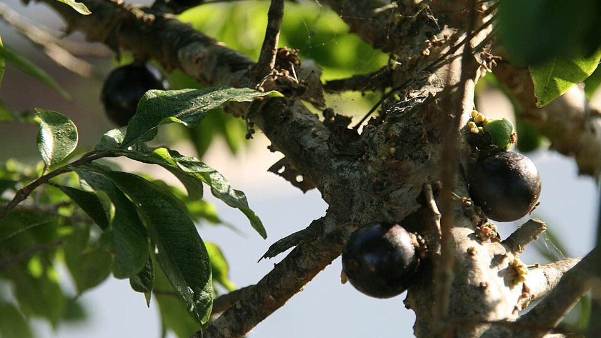 A fruta brasileira cresce grudada ao tronco e aos galhos, o que torna a jabuticabeira uma das árvores frutíferas mais curiosas do País (Foto: Wikimedia Commons/Jpbrigand)