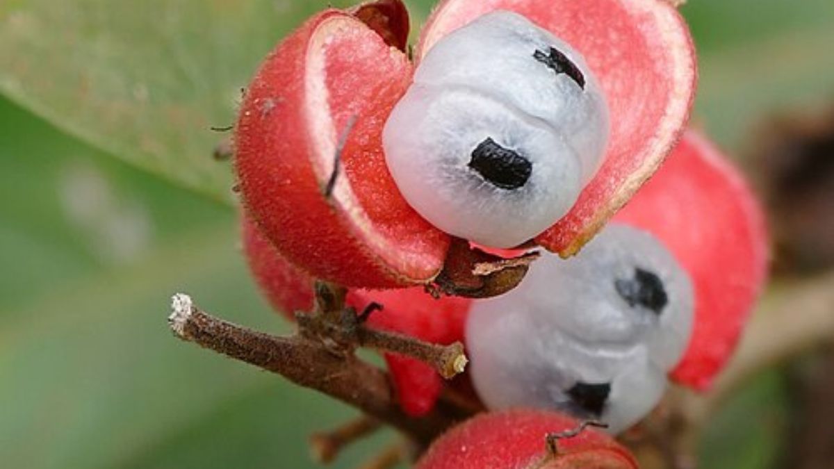 O visual do guaraná é um dos mais marcantes entre as frutas brasileiras: o contraste entre casca vermelha, polpa branca e semente escura chama atenção (Foto: Wikimedia Commons/Bernard DUPONT)