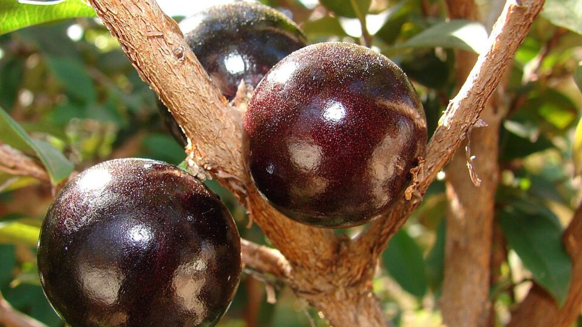 A casca escura da jabuticaba concentra compostos associados à ação antioxidante, por isso o consumo com mínimo processamento ajuda a preservar nutrientes (Foto: Wikimedia Commons/Alexandre Campolina)