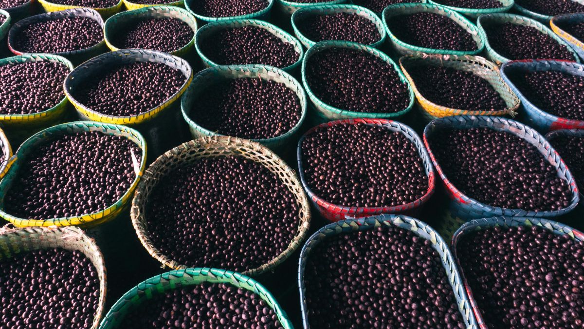 No Norte do Brasil, o açaí vai muito além da sobremesa gelada e pode acompanhar pratos salgados, como peixe e camarão seco (Foto: Pexels)