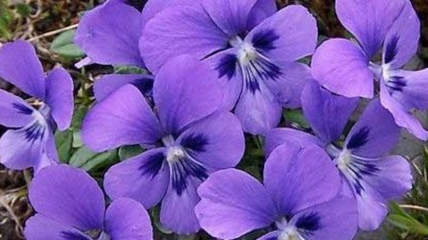 Violetas: Delicadas e fáceis de cuidar, trazem cor e aconchego para o dia a dia (Foto: Violeta4657/ Wikimedia Commons)