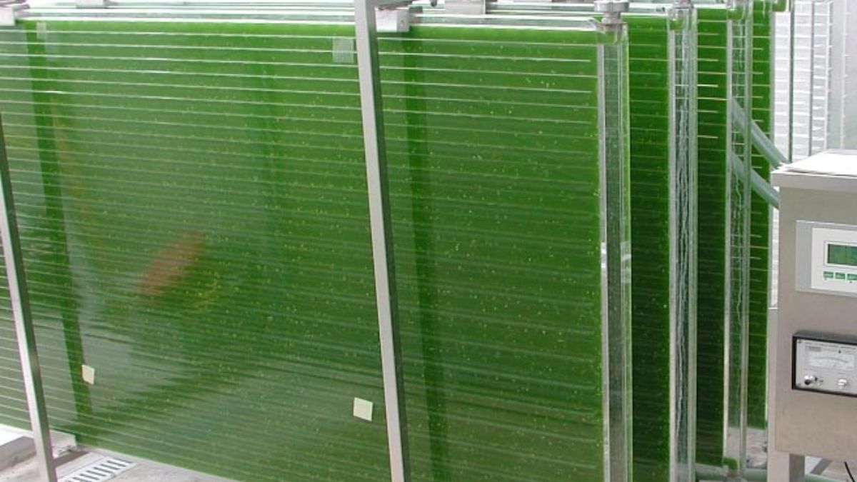 Alguns modelos de fotobiorreatores têm capacidade semelhante à de grandes tanques e são usados no cultivo controlado de microalgas (Foto: Wikimedia Commons/ IGV Biotech)