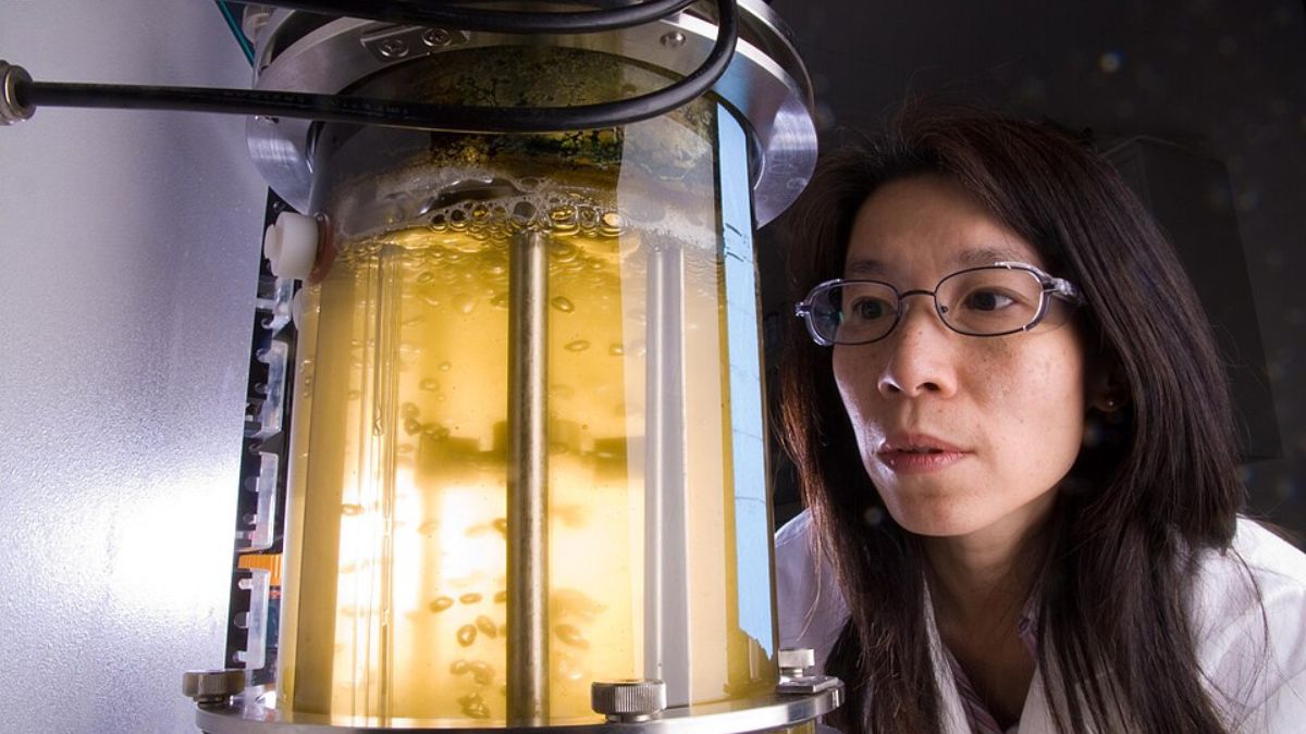 Em laboratório, cientistas acompanham o crescimento das algas e sua resposta à luz, temperatura e concentração de CO (Foto: Wikimedia Commons/ U.S. Department of Energy)