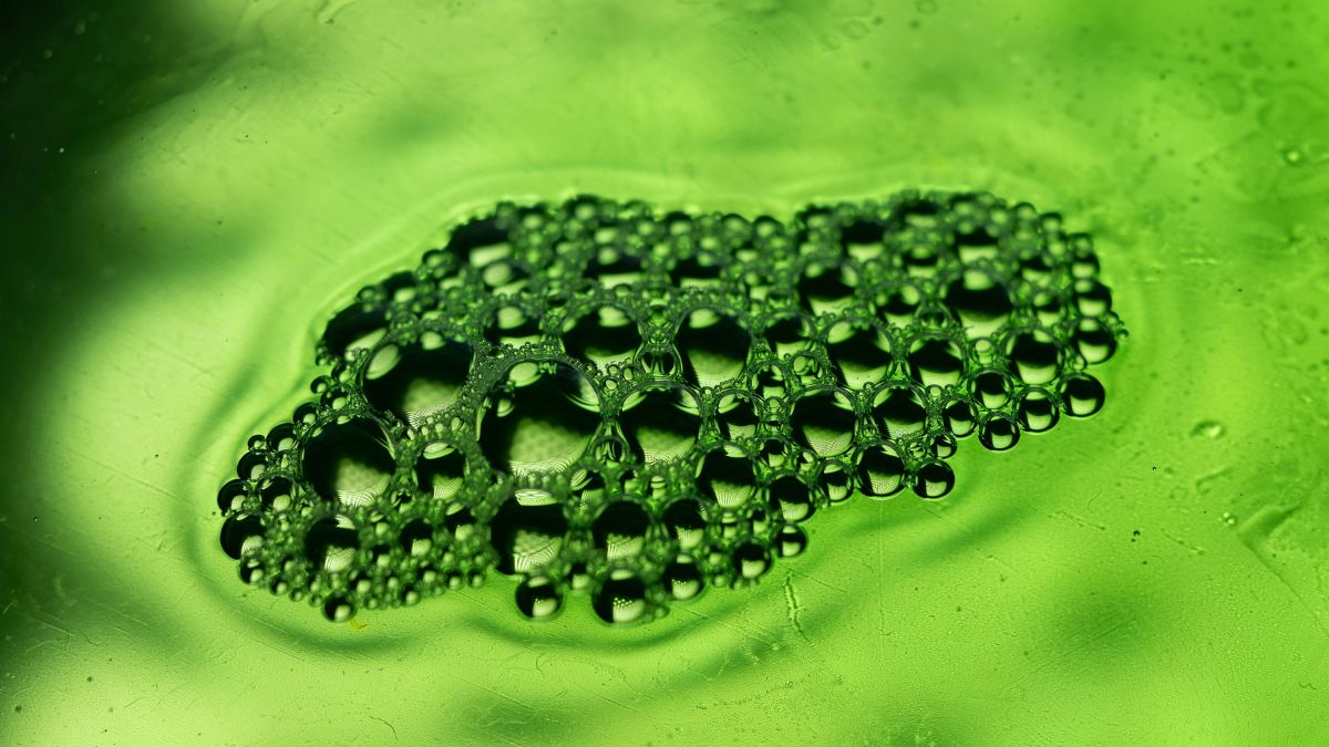 Invisíveis a olho nu, as microalgas podem formar uma biomassa verde quando se multiplicam em grande quantidade (Foto: Pexels)