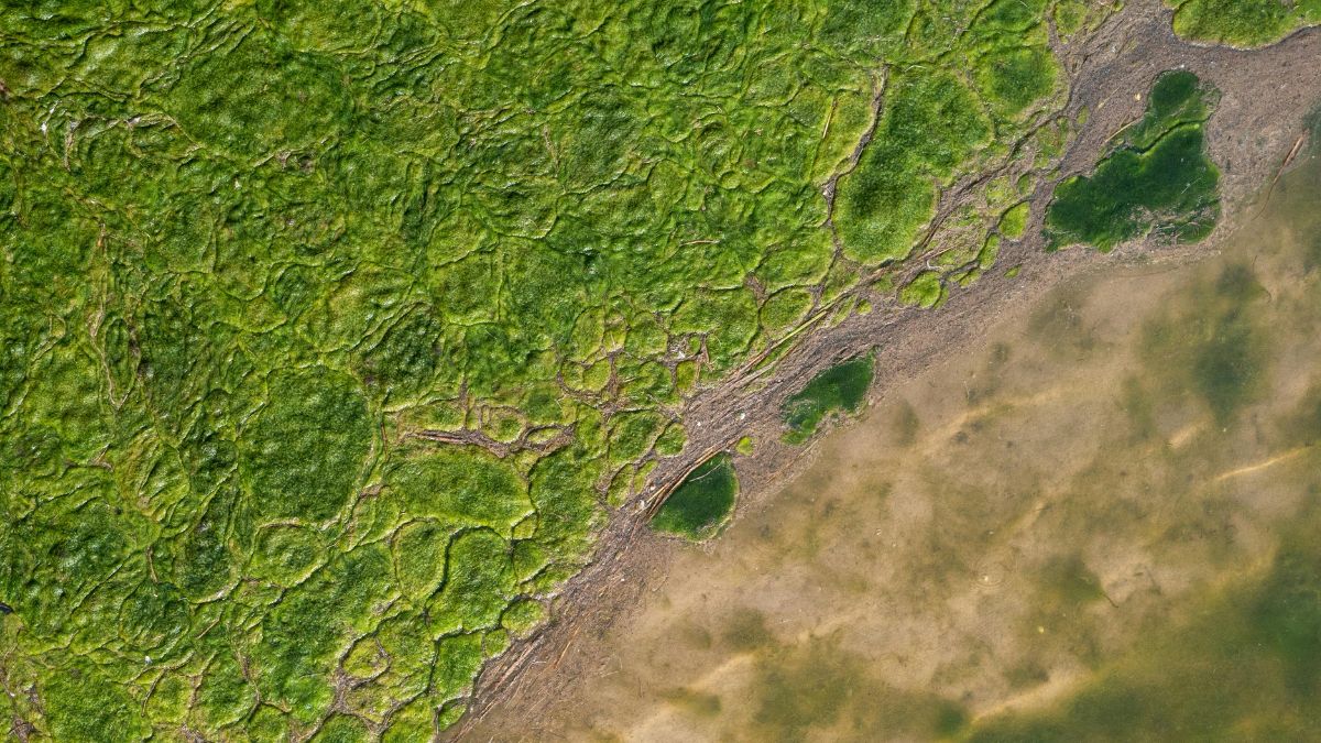 A mesma lógica de filtragem biológica também aparece em pesquisas sobre água, resíduos e recuperação ambiental (Foto: Pexels)