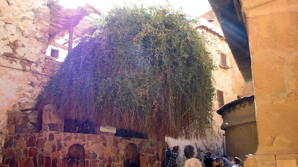 A tradição local associa essa área ao episódio bíblico da Sarça Ardente, uma das passagens mais simbólicas ligadas a Moisés (Fonte: Wikimedia Commons/Dale Gillard)