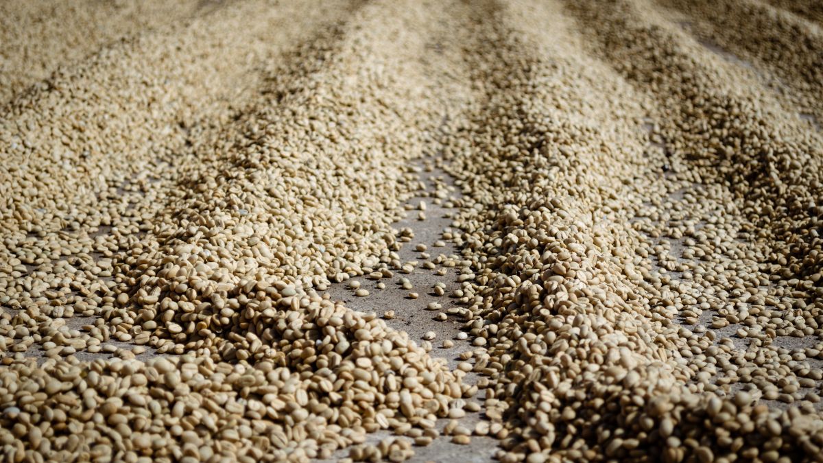 Não bastasse o cenário global instável, os cafeicultores precisaram lidar com as severas variações climáticas provocadas pelo El Niño. Reprodução/Canvas