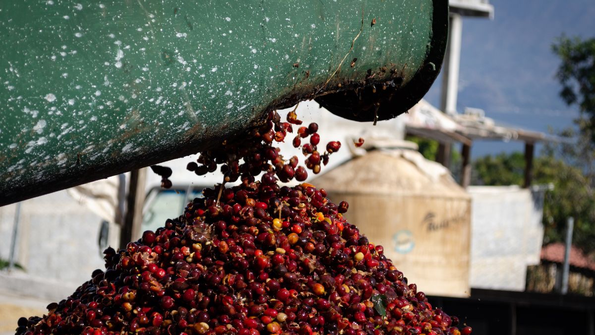 Ondas de calor intenso atingiram os cafezais bem no período em que as plantas necessitavam de condições amenas para desenvolver os frutos. Reprodução/Canvas