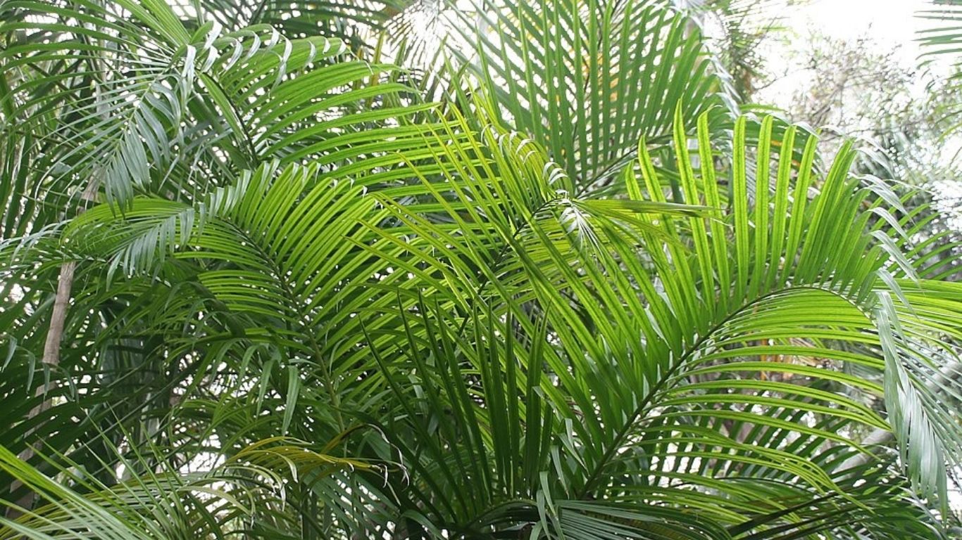 Palmeira-areca: Traz um toque tropical imediato, deixando o ambiente mais leve, fresco e acolhedor (Foto: David J. Stang/ Wikimedia Commons)