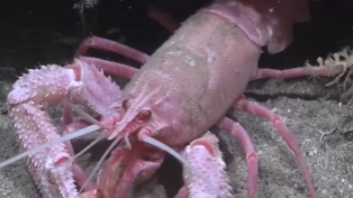 Mesmo assim, espécies como essa conseguem se adaptar e viver