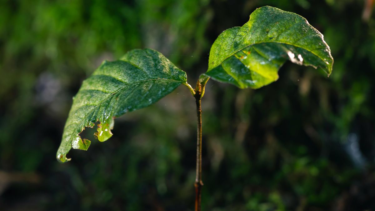 As primeiras formas de vegetação terrestre abriram caminho para florestas, flores e paisagens verdes como as atuais (Foto: Pexels)