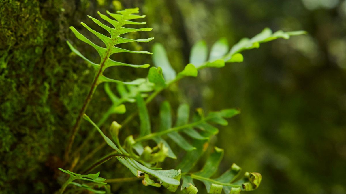 As samambaias modernas não são iguais às plantas do Devoniano, mas ajudam a ter uma ideia sobre a vegetação antiga (Foto: Pexels)