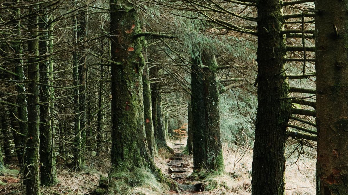 O verde que hoje parece comum é resultado de uma longa sequência de adaptações ao longo da história da Terra (Foto: Pexels)