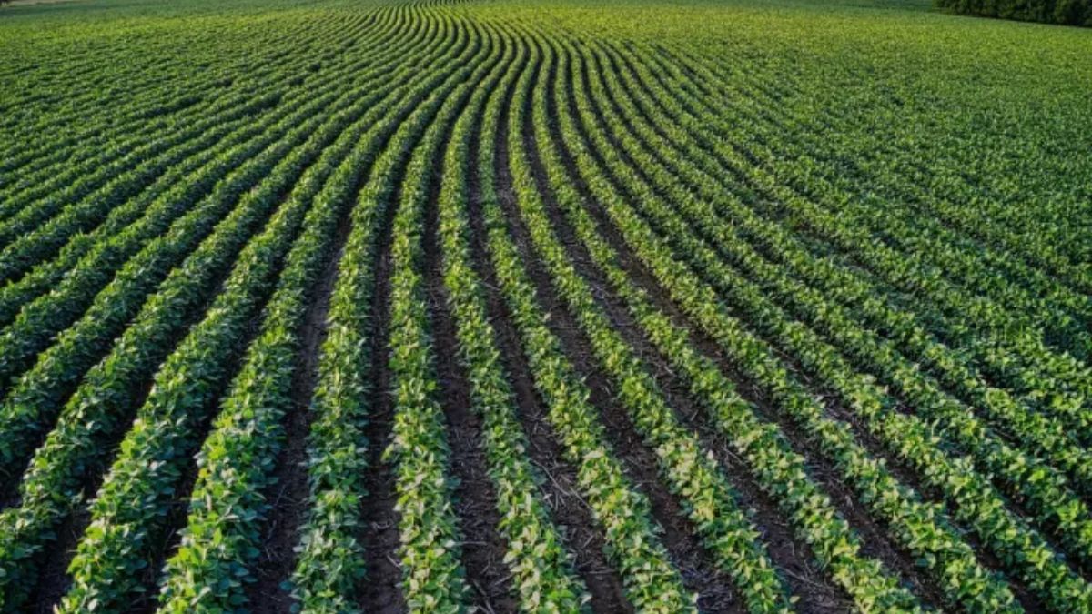O investimento na produção rural ganha fôlego com a nova fase de renegociações que integra o Novo Desenrola Brasil. Reprodução/Canvas