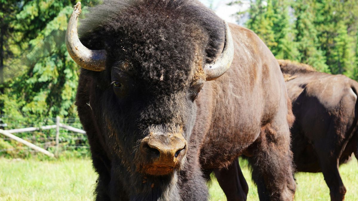 Bisões marcaram a paisagem da América do Norte por milhares de anos e ajudam a reconstruir parte da vida dos povos que ocuparam a região (Foto: Pexels)
