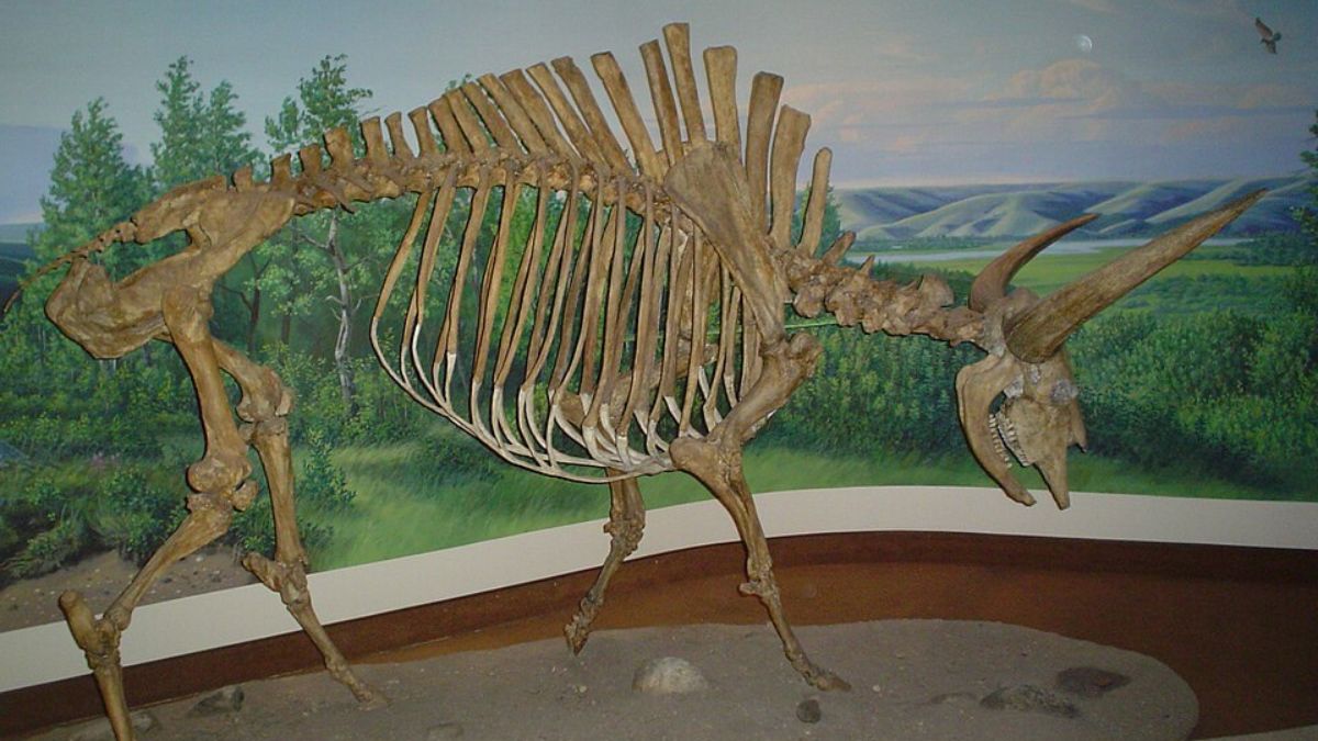 O tamanho dos antigos bisões mostra por que esses animais tinham tanta importância para comunidades que dependiam da caça (Foto: Wikimedia Commons/cdolivei)