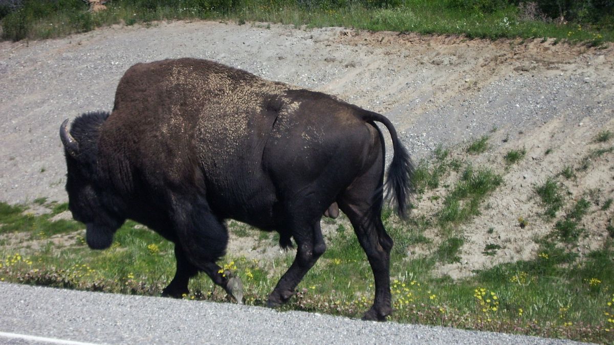 Vestígios de bisões encontrados em sítios arqueológicos ajudam a reconstruir ambientes que desapareceram há milhares de anos (Foto: Pexels)