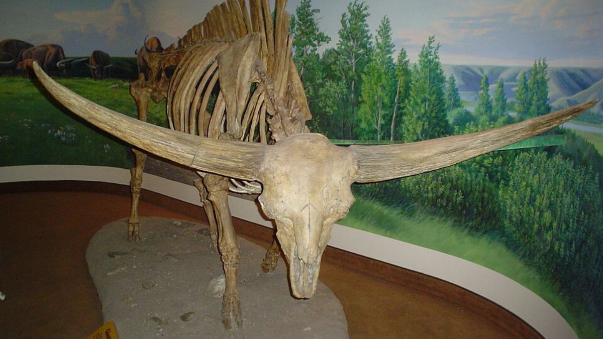 Espécies antigas de bisões eram maiores que as atuais e fazem parte da história natural da América do Norte (Foto: Wikimedia Commons/cdolive)