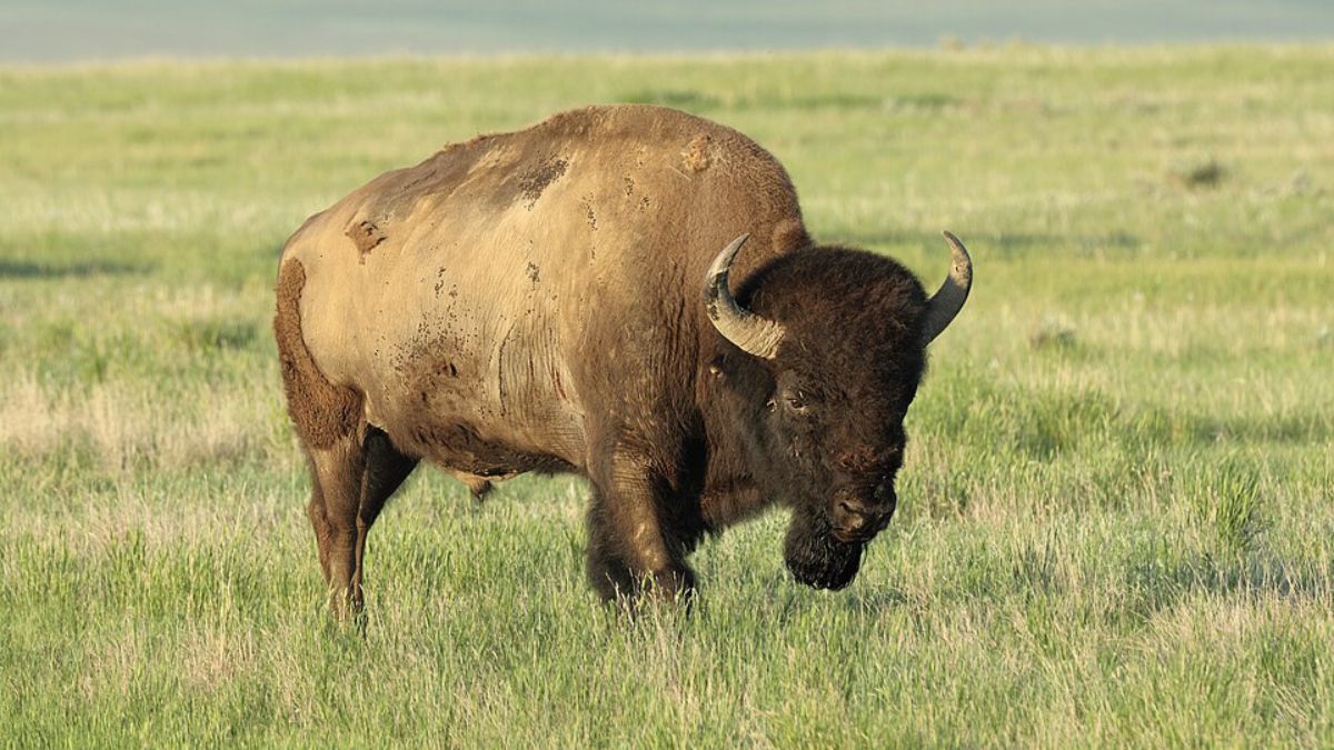 O bisão das planícies é um símbolo da fauna norte-americana e ajuda a imaginar a paisagem antiga descrita pelos arqueólogos (Foto: Wikimedia Commons/ Cephas)
