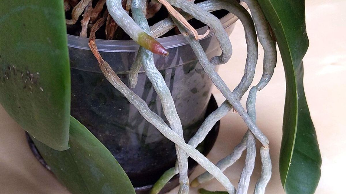 As raízes da orquídea funcionam como um termômetro da saúde da planta e podem revelar problemas antes das folhas (Foto: Wikimedia Commons/Nefronus)
