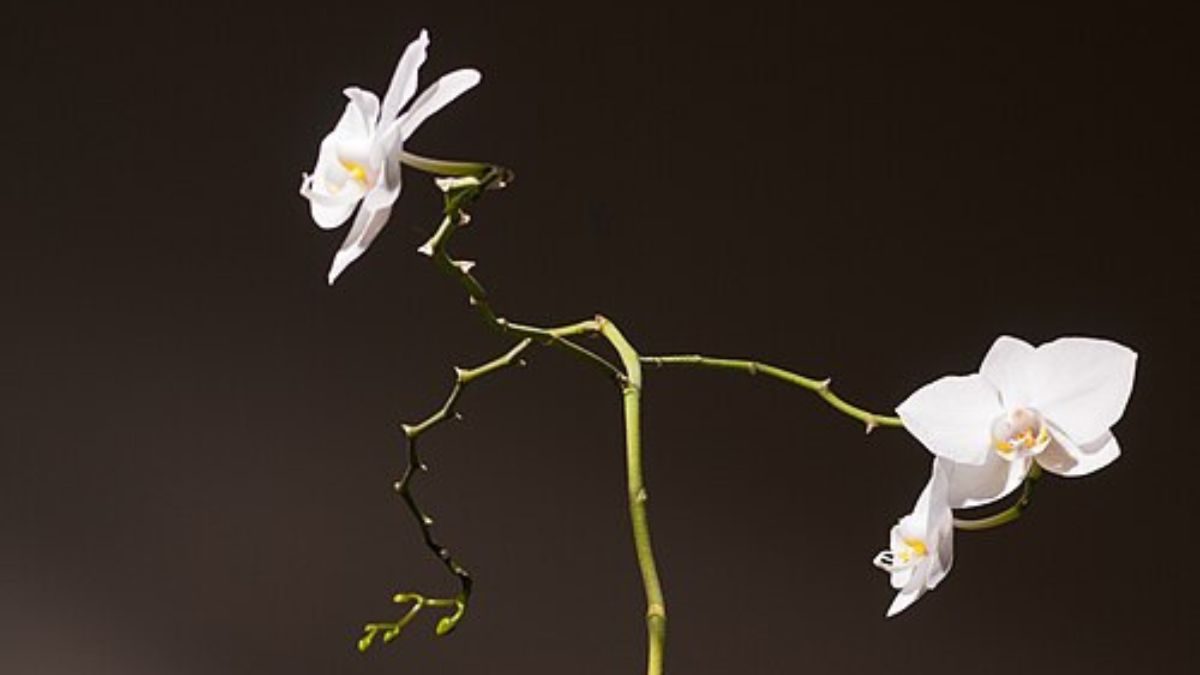 Apesar da aparência delicada, a orquídea costuma sofrer mais por excesso de água parada do que por falta de cuidado (Foto: Wikimedia Commons/Francois Polito)