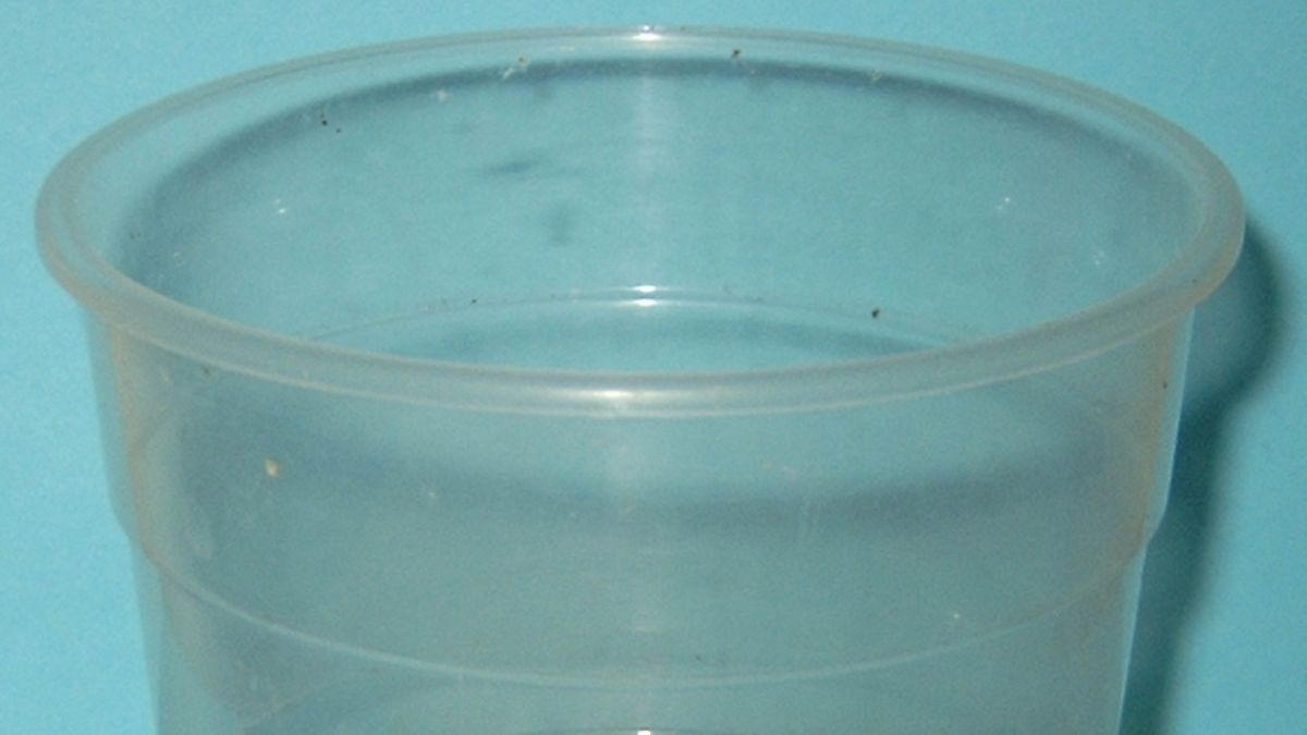 O vaso próprio para orquídeas permite observar as raízes e favorece uma rotina de rega mais cuidadosa (Foto: Wikimedia Commons/Sönke Kraft aka Arnulf zu Linden)