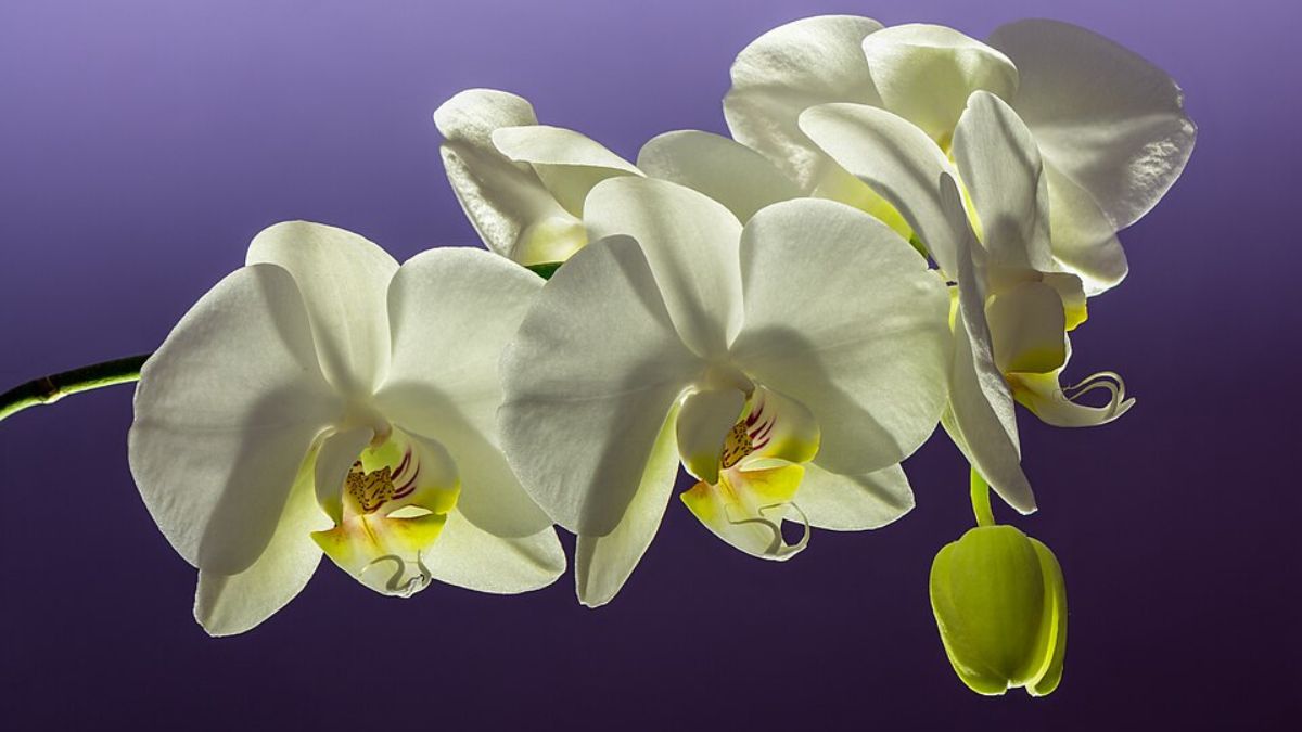 Cachepôs decorativos deixam a planta mais bonita, mas podem acumular água quando não há escoamento adequado (Foto: Wikimedia Commons/Uoaei1)