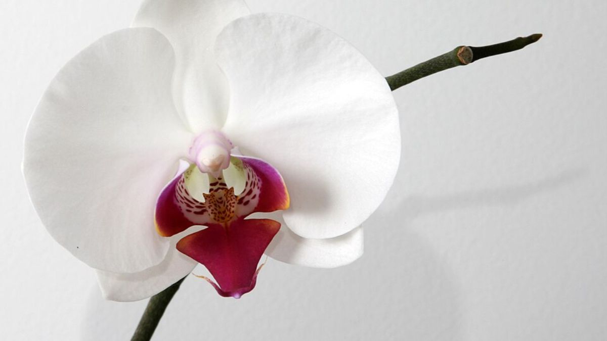 A Phalaenopsis é uma das orquídeas mais comuns em casas e apartamentos, mas precisa de boa drenagem para durar (Foto: Wikimedia Commons/Sanx)