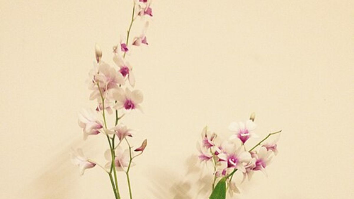 As flores chamam atenção, mas a saúde da orquídea começa na parte menos visível: as raízes (Foto: Wikimedia Commons/Annsgarden)