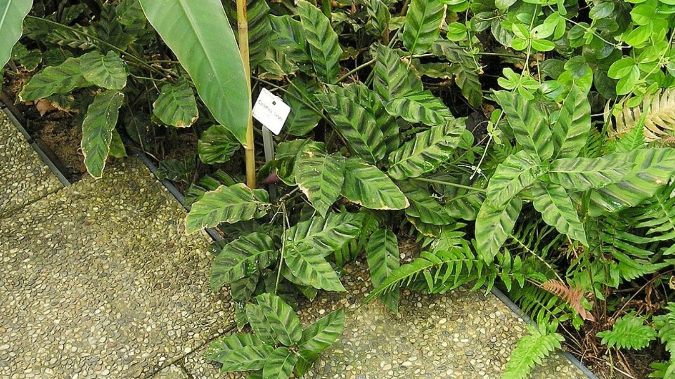 Maranta e calatéia: Folhas desenhadas e cheias de personalidade que transformam qualquer canto em destaque (Foto: Maja Dumat/ Wikimedia Commons)