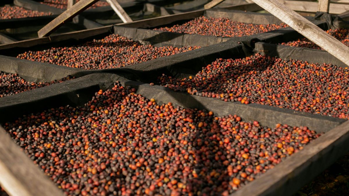 Antes de chegar à xícara, o café depende de uma sequência de fatores no campo, da adubação à chuva no momento certo (Foto: Pexels)
