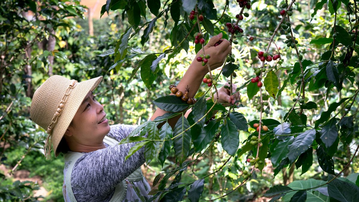 A colheita é apenas uma das etapas da cadeia do café, que começa a sentir os custos meses antes de chegar ao consumidor (Foto: Pexels)