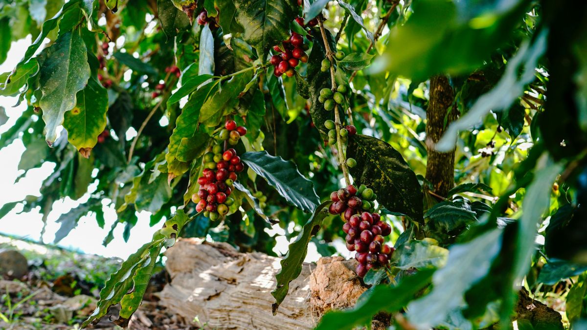 O preço do café não depende só da safra: energia, transporte, irrigação e fertilizantes também entram na conta (Foto: Pexels)